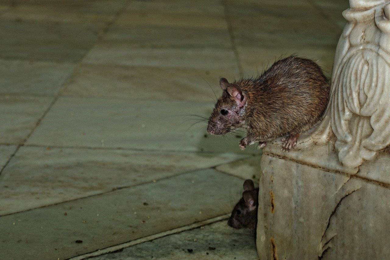 Боязнь мышей: описание сурифобии или мусофобии. как преодолеть страх перед грызунами?