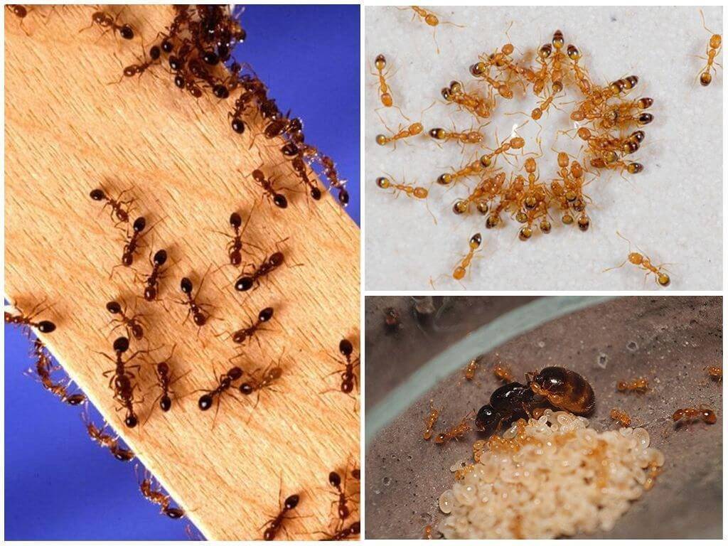 Как избавиться от красных муравьев в квартире - борная кислота и другие способы