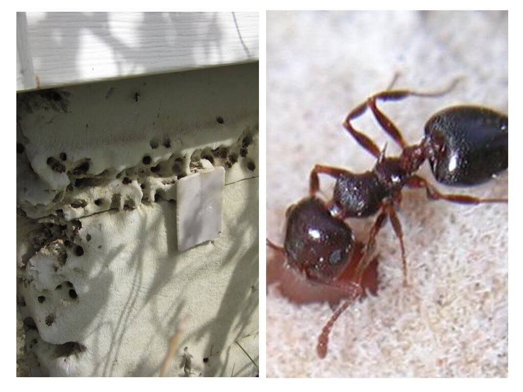 Как защитить пеноплекс от муравьев