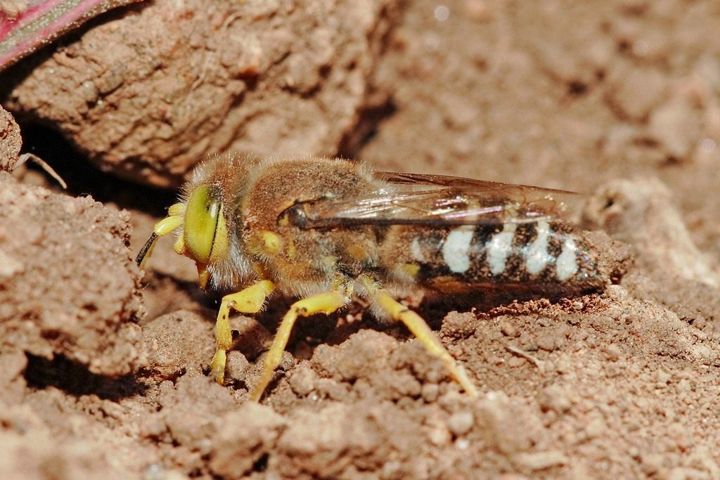 Земляные осы: чем отличается данный вид ос от других?