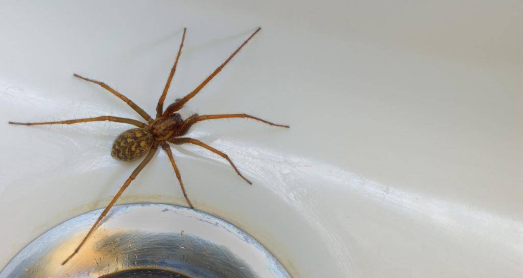 Пауки в квартире – что делать, можно ли убивать пауков в квартире?