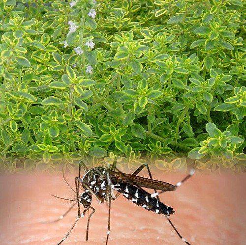 Как победить комаров на садовом участке?