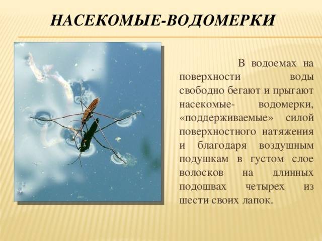 Чем питается водомерка
