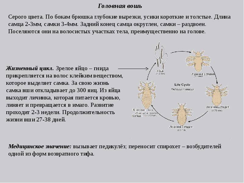 Как понять, что у ребенка вши
