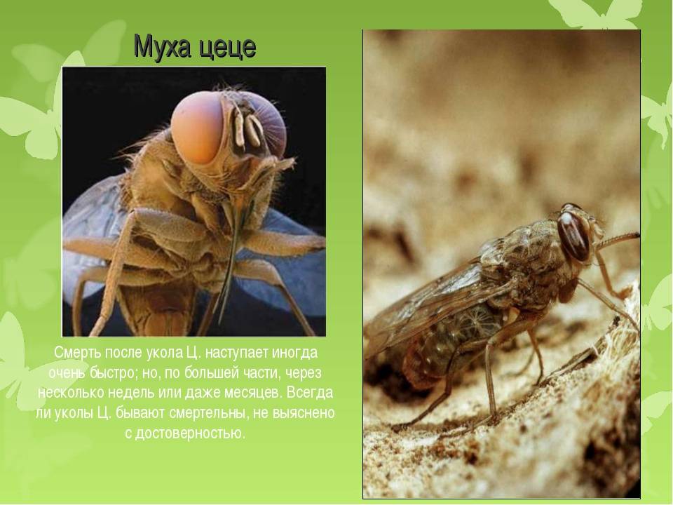 Муха: описание, виды, жизненный цикл, где живут и как питаются насекомые