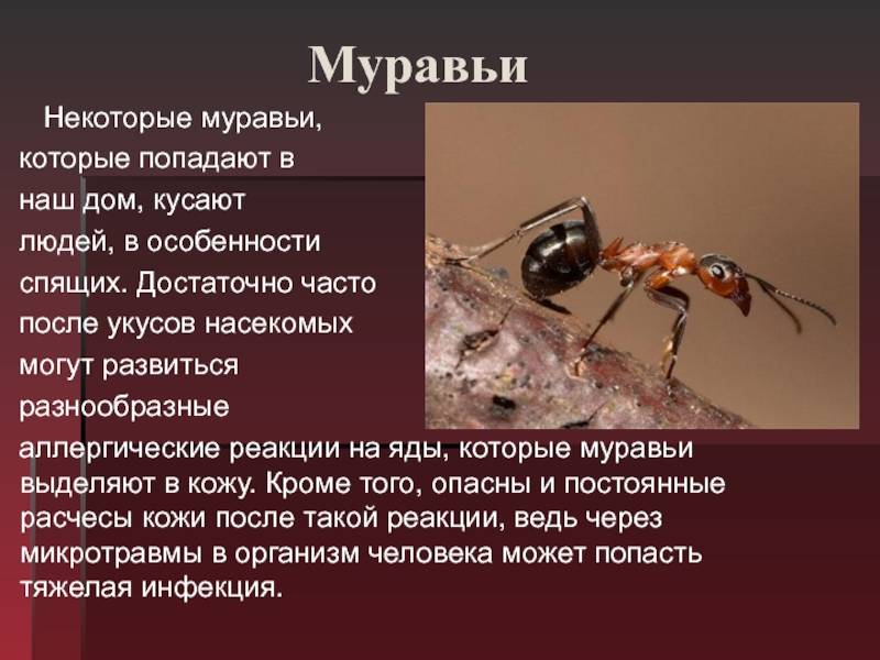 Укусы муравьев – опасность, симптомы и лечение, последствия