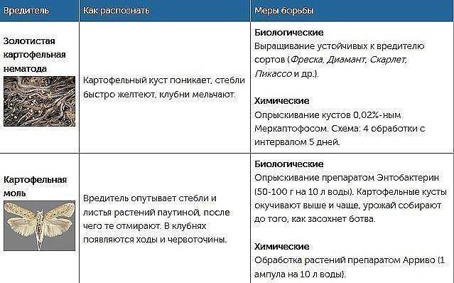 Вредители картофеля: фото, описание и борьба с ними