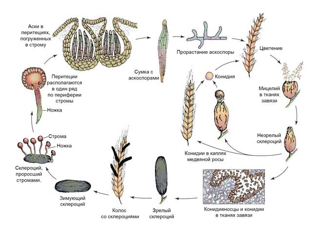 Пшеничный трипс жизненный цикл