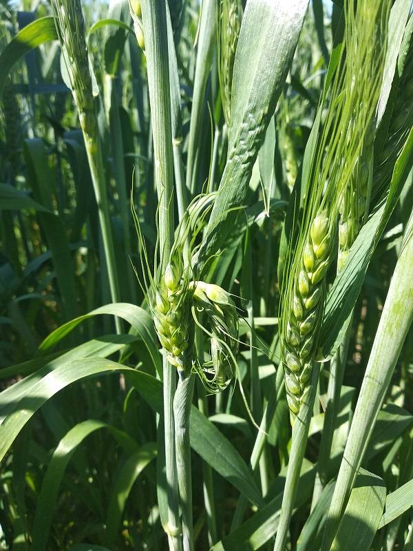 Технология возделывания яровой пшеницы