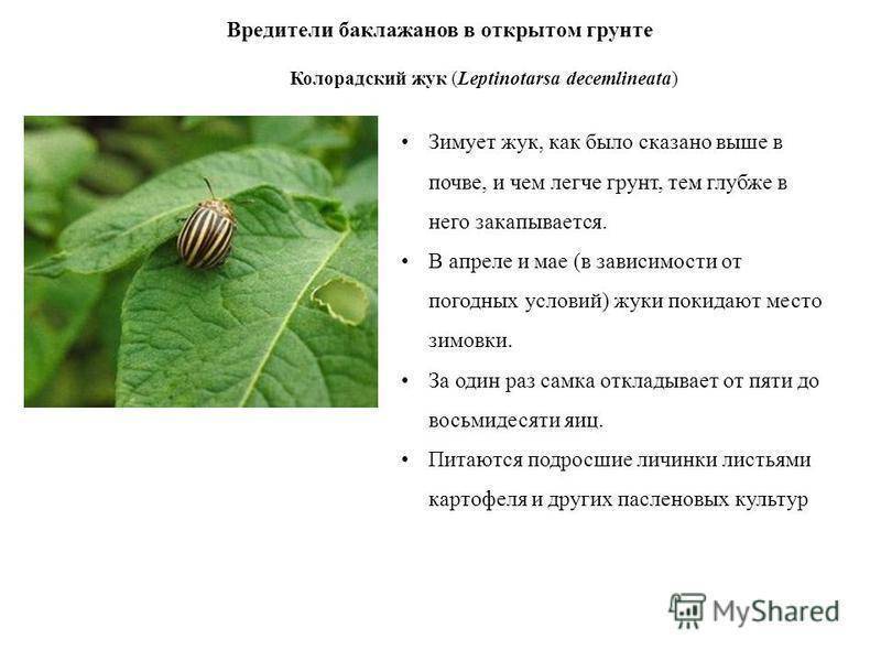 Вредители картофеля и безопасные методы борьбы с ними