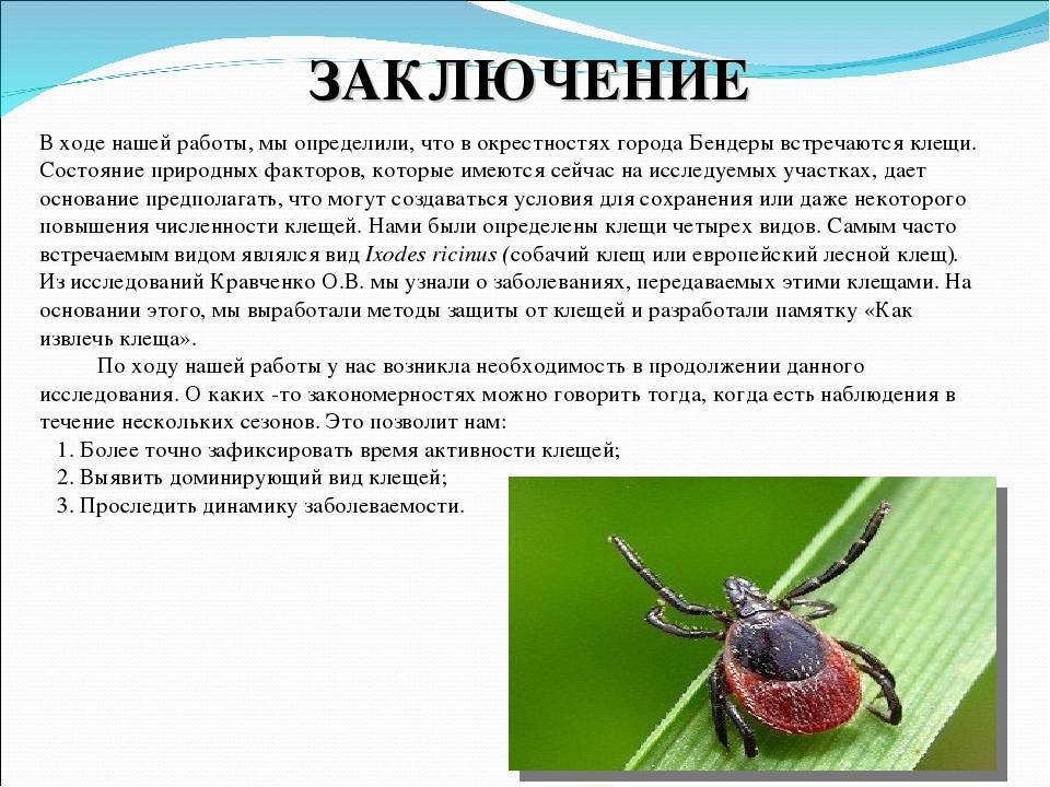 Клещ таежный | справочник пестициды.ru