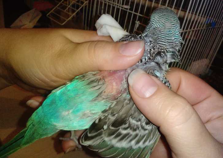 Клещи у попугаев, лечение в домашних условиях. препараты