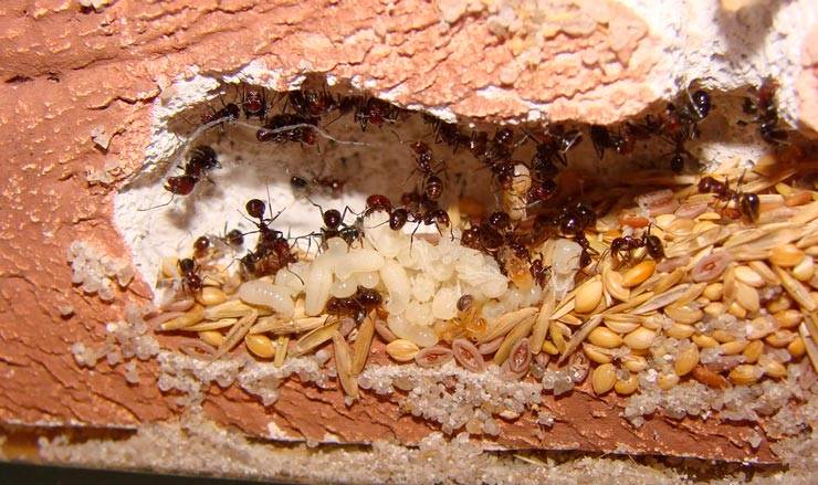 Чего боятся муравьи в доме и огороде: как можно использовать фобии насекомых против них?