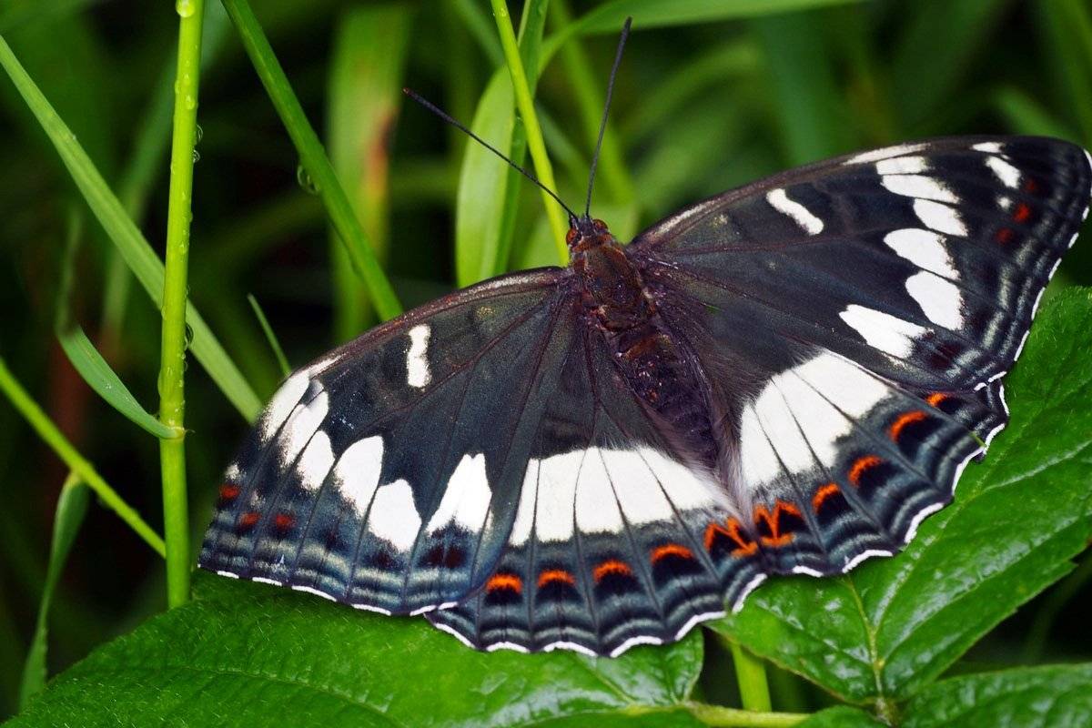 Бабочка тополевый ленточник: фото, описание вида и охранный статус насекомого