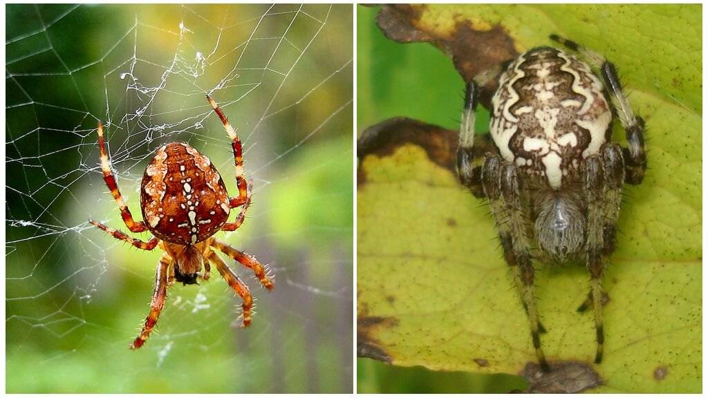Самый ядовитый паук в мире: топ 10, фото, видео