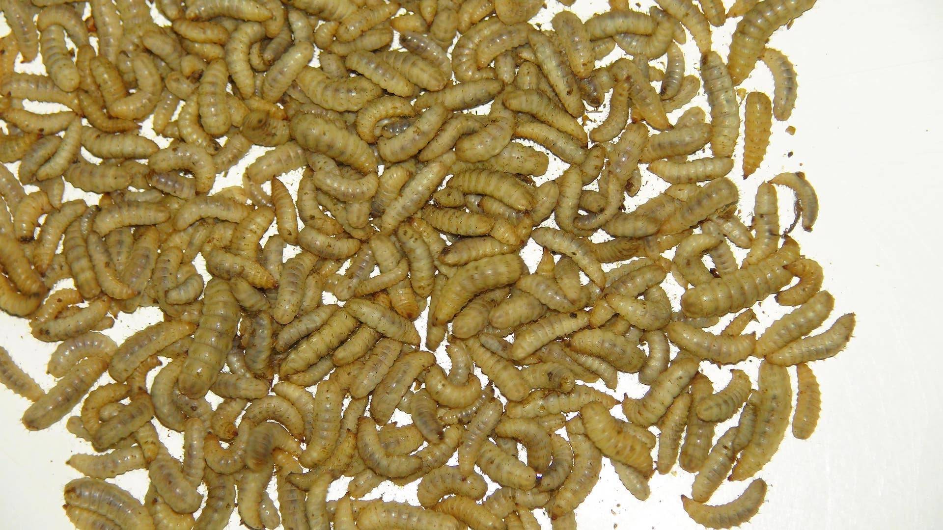 Львинки - описание и фото мух, личинок, предкуколки stratiomyidae