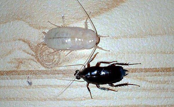 Белые тараканы в квартире - что это, прозрачные, маленькие, фото, в ванной и туалете, чем опасны белые тараканы,