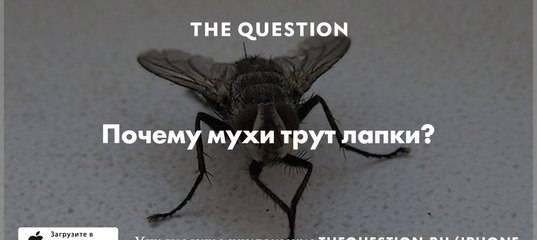 Почему мухи садятся на людей: причиниы назойливости и опасность