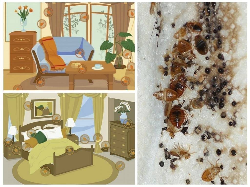 ❿ 10 вариантов избавления от клопов в диване в домашних условиях: как они выглядят и чего боятся