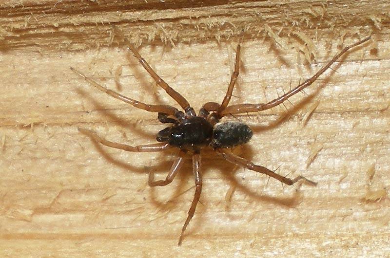 Как избавиться от пауков в квартире и в частном доме навсегда