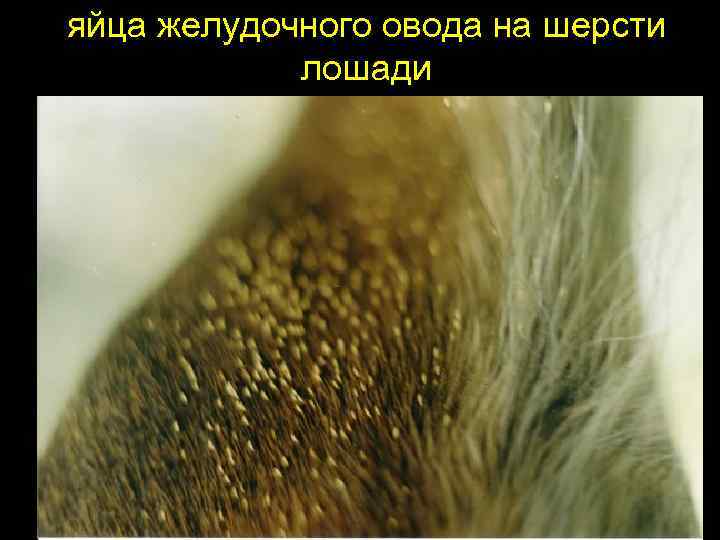 Личинки овода под кожей человека и животного