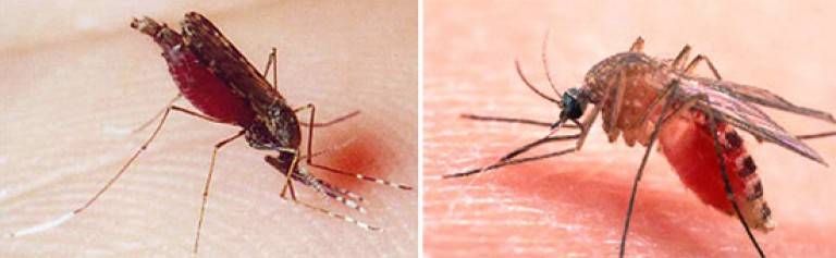 Комариные укусы: как выглядят, в чем опасность, как лечить? узнай все признаки, как отличить укус комара и других кровососов от клопа