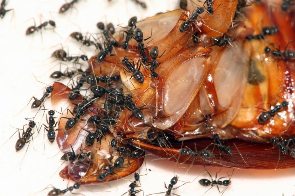 Как устроен муравейник: рассказ для детей, что внутри гнезда, как строятся муравейники, и кто в них живет?