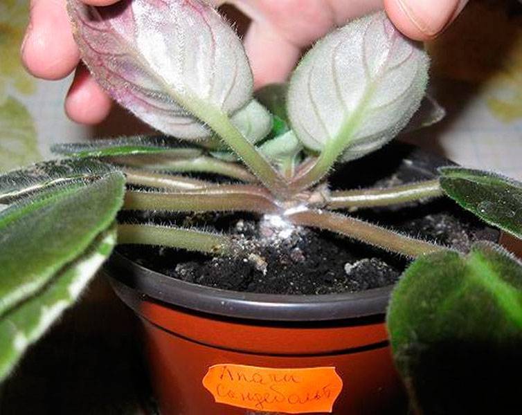 Как бороться с мучнистым червецом на комнатных растениях, как избавиться от него