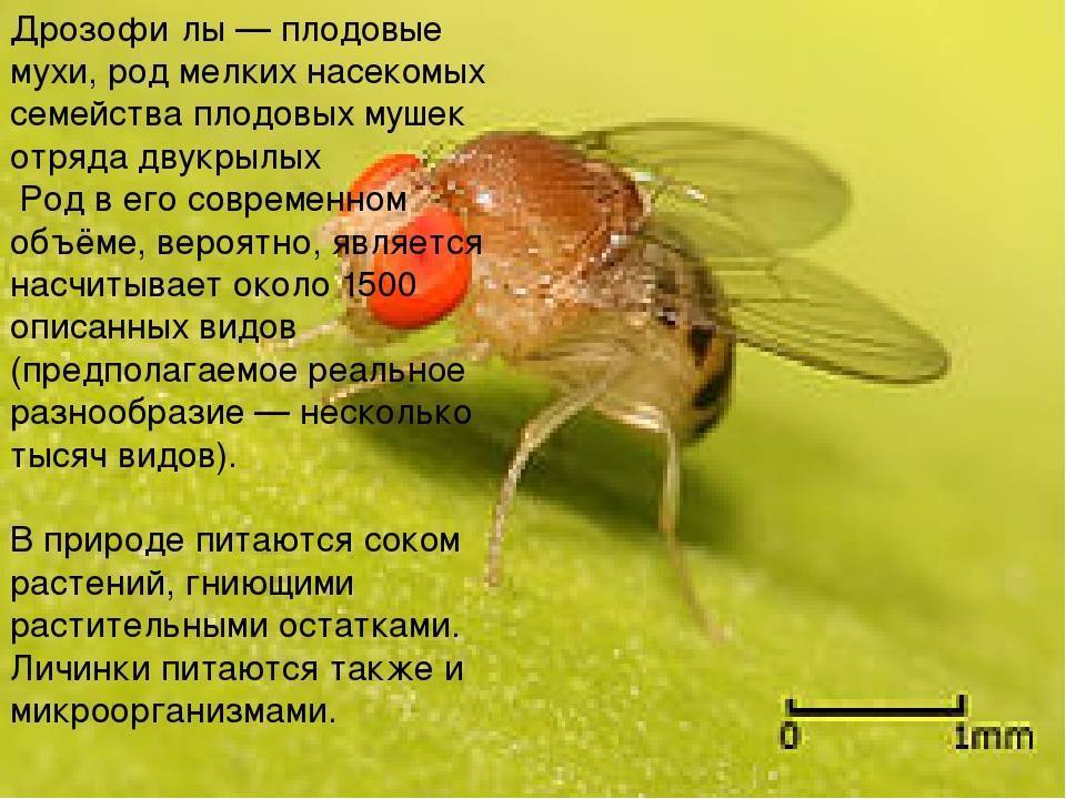 Дрозофилы: как выглядят, фото, как избавиться от этих мух в квартире, откуда они появляются, сколько живут