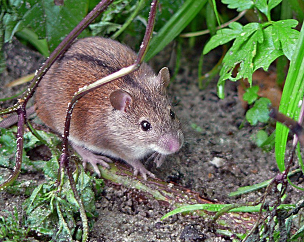 Мыши-полевки: длиннохвостые садовые вредители широкого спектра действия
