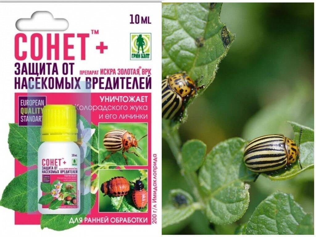 Командор - средство от колорадского жука: инструкция по применению, дозировка, принцип действия, отзывы