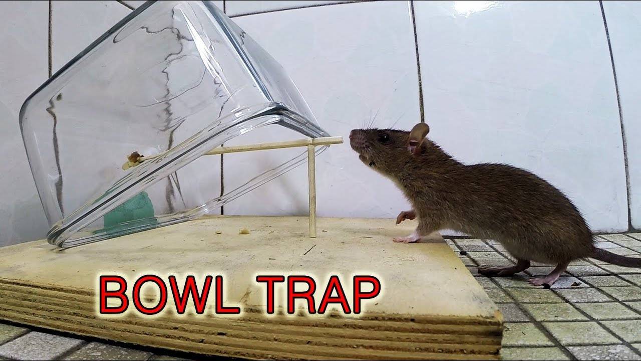 Как поймать крысу в доме: самодельные способы, покупные ловушки