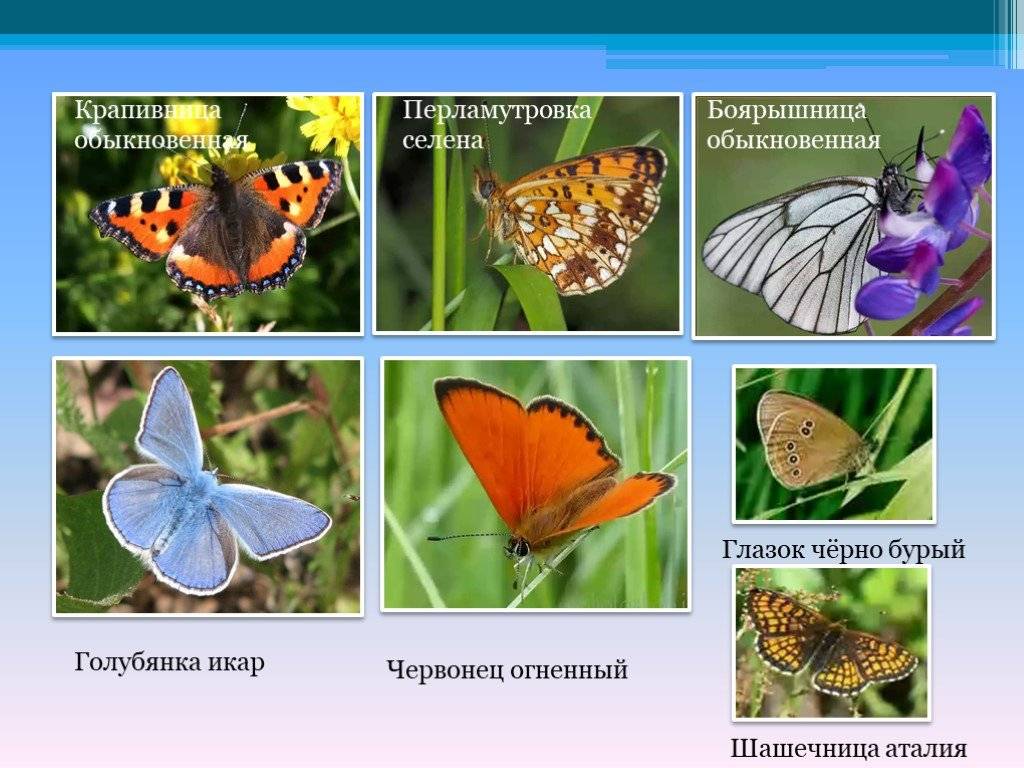 Название бабочек с картинками окружающий мир 1 класс