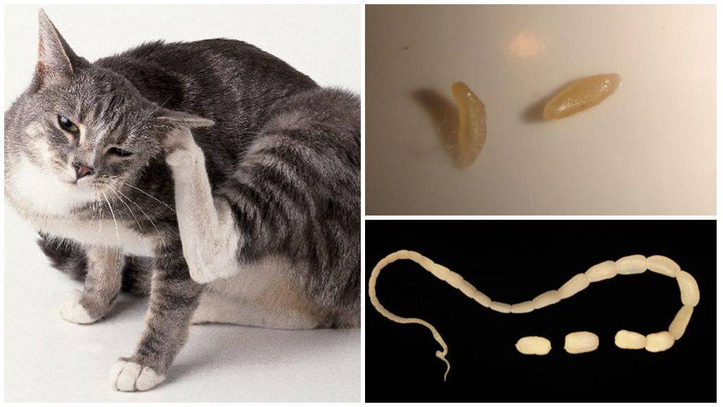 Власоед у кошек: фото, причины, симптомы, лечение
