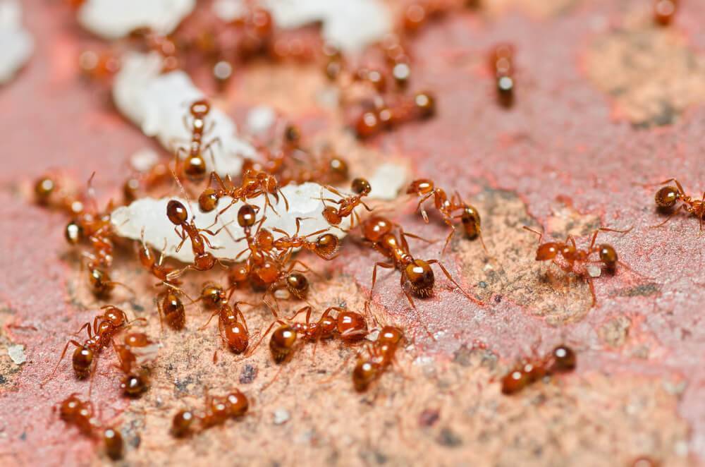 Как избавиться от муравьев в квартире. средства от домашних муравьев