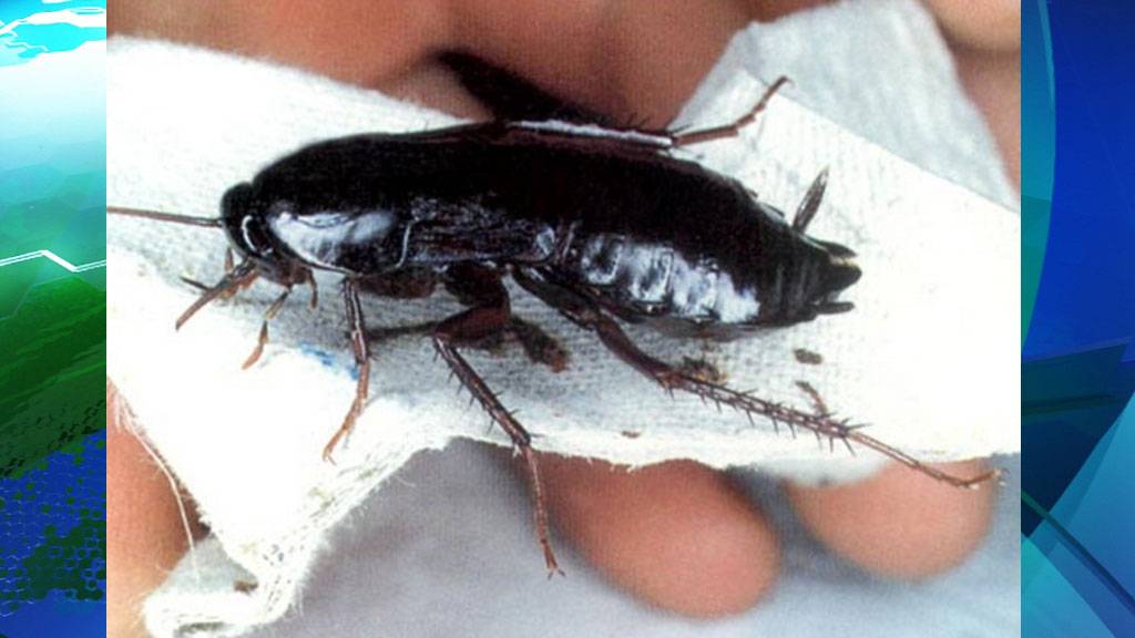 Где живут чёрные тараканы и как от них избавиться