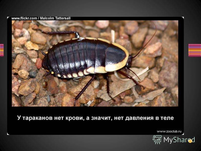 Таракан архимандрит: особенности внешнего вида и строения, за что это насекомое получило такое название