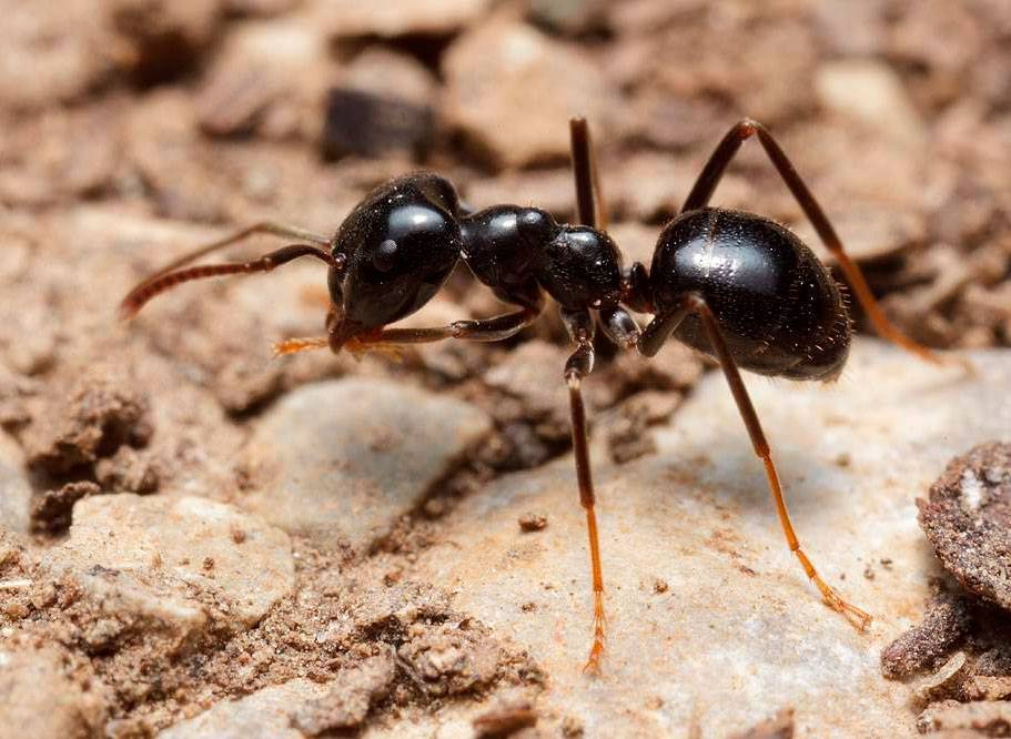 Топ-9 способов борьбы с муравьями на садовом участке +отзывы