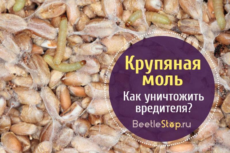 Завелась моль в крупе: советы по борьбе и хранению круп