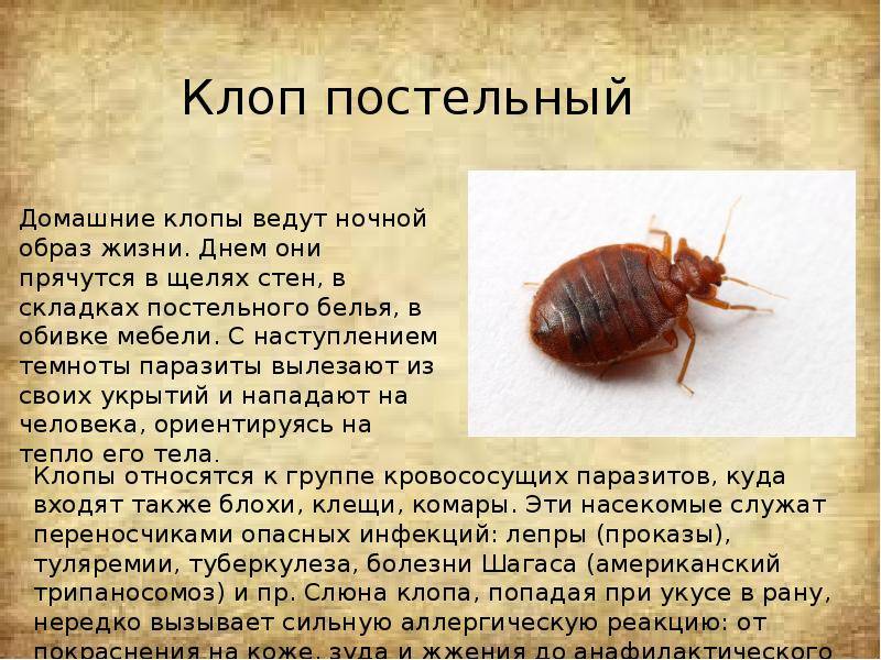 Овод – внешний вид, образ жизни, опасность человека и животных