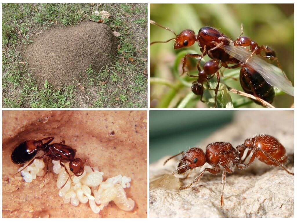 Необычные муравьи мира. топ-10