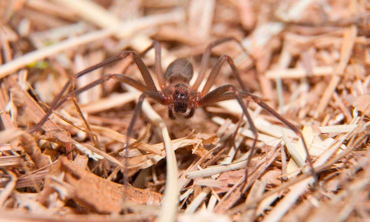 Самые опасные ядовитые пауки в мире