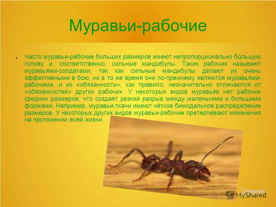 Как размножаются муравьи - интересные факты