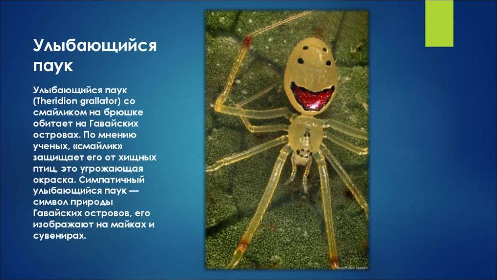 Членистоногие пауки: общая характеристика класса паукообразных, сколько ног у насекомого