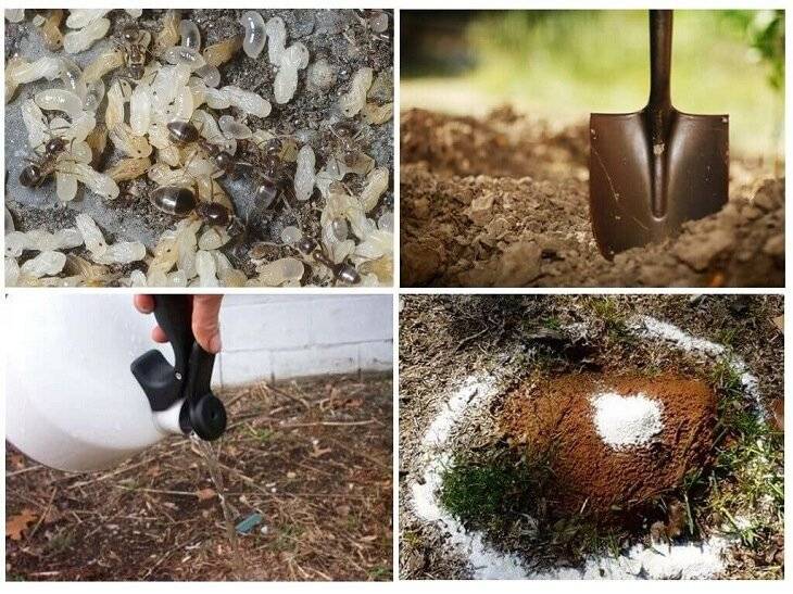 Избавиться от муравьев: что полезного можно сделать в саду с уксусом