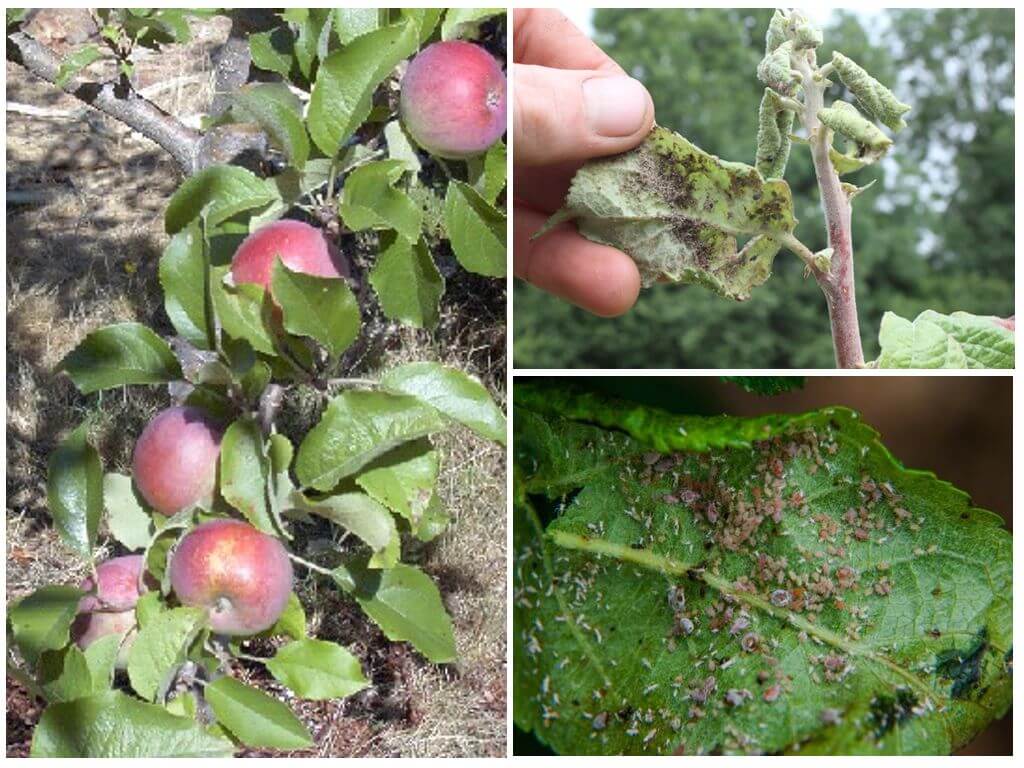 Как осуществляется борьба с тлей на плодовых деревьях? эффективные средства и препараты