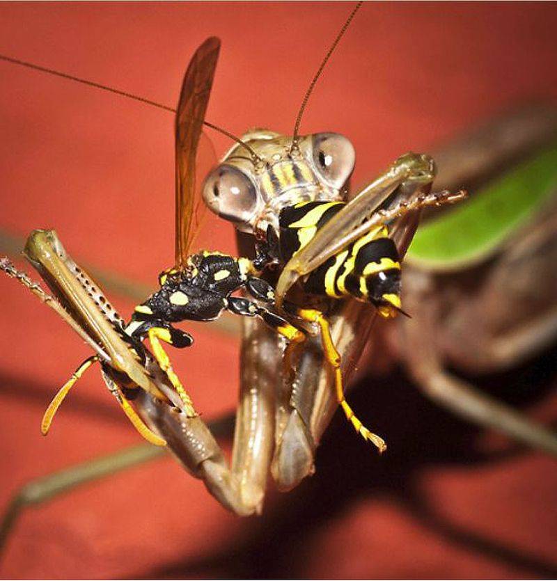Кто может есть тараканов в квартире, есть ли у них естественные враги?