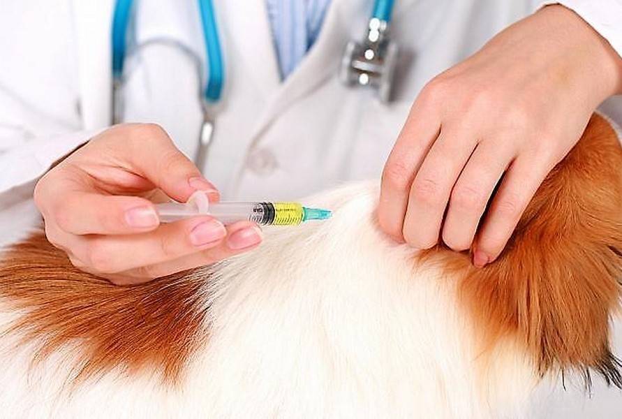 Как подготовить собаку к прививке: правила вакцинации