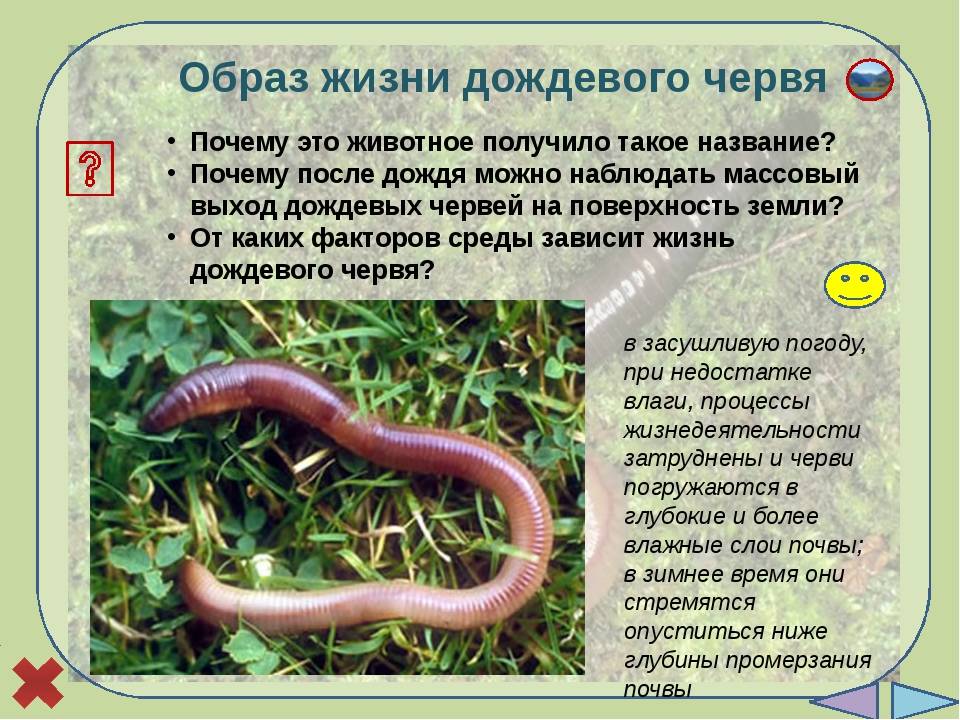 Дождевой червь. образ жизни и среда обитания дождевого червя