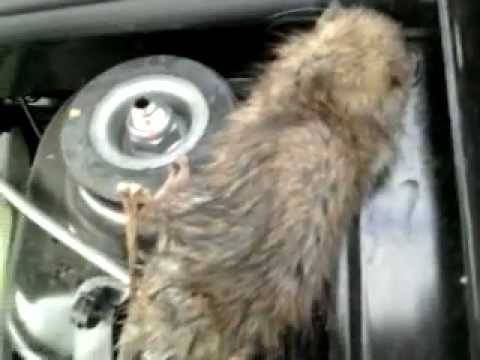 Как избавиться от мышей в машине?